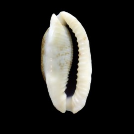 cylindrica 34,2mm ROSTRATE