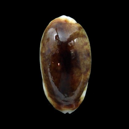 listeri 26,6mm ROSTRATE