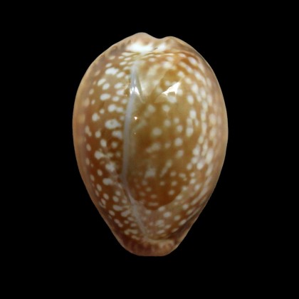 englerti 25,0mm