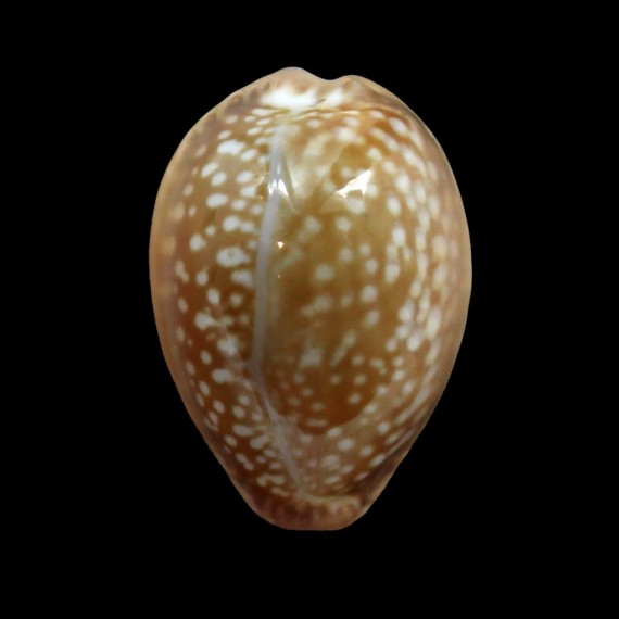englerti 25,0mm