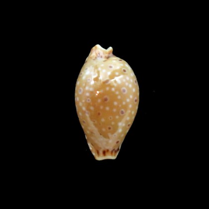 beckii 15,6mm BIG