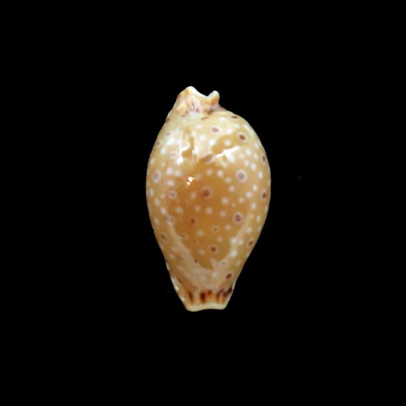 beckii 15,6mm BIG