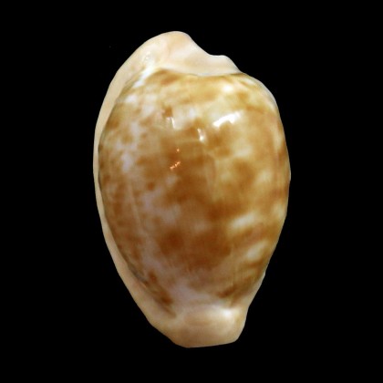 coronata debruini 29,0mm