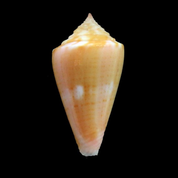amphiurgus 26,2mm