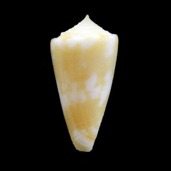 flavescens 25,0mm
