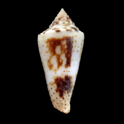 tornatus 28,3mm BIG