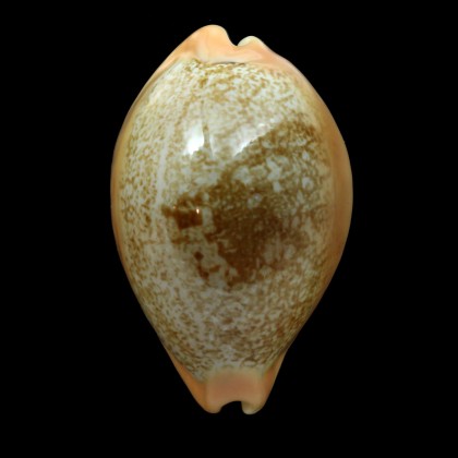 langfordi 61,1mm SUPERB