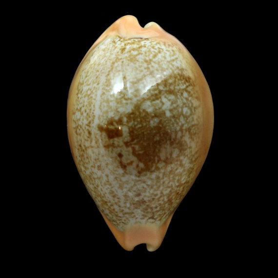 langfordi 61,1mm SUPERB