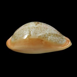 langfordi 61,1mm SUPERB