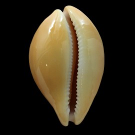 langfordi 61,1mm SUPERB