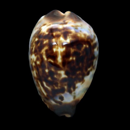 perlae eludens 59,2mm SMALL