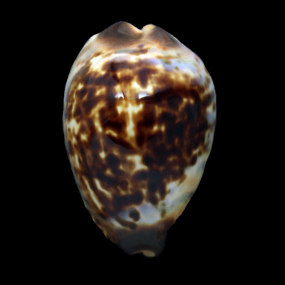 perlae eludens 59,2mm SMALL