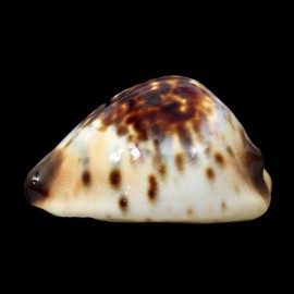 perlae eludens 59,2mm SMALL
