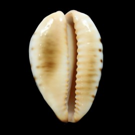 perlae eludens 59,2mm SMALL