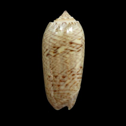 scripta caribaensis 37,8mm