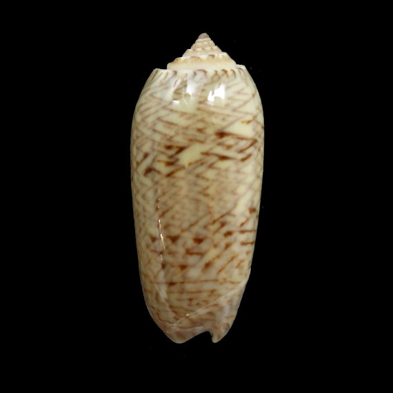 scripta caribaensis 37,8mm