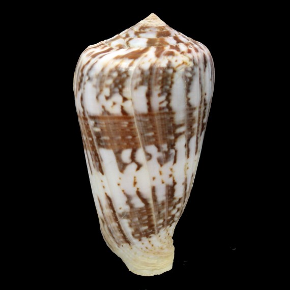 ermineus 83,2mm