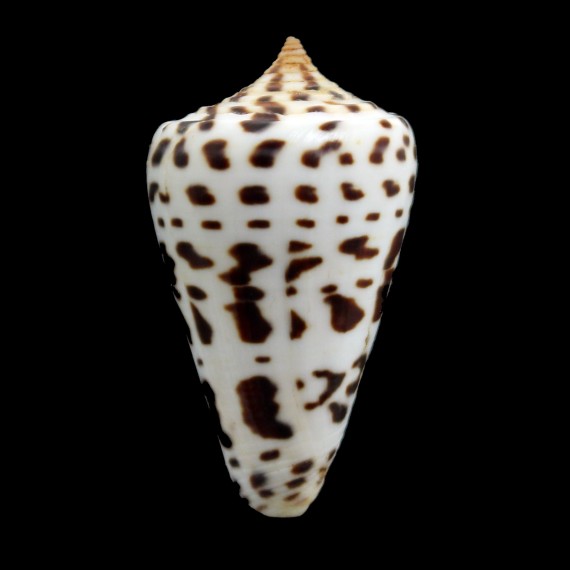 spurius baileyi 42,0mm