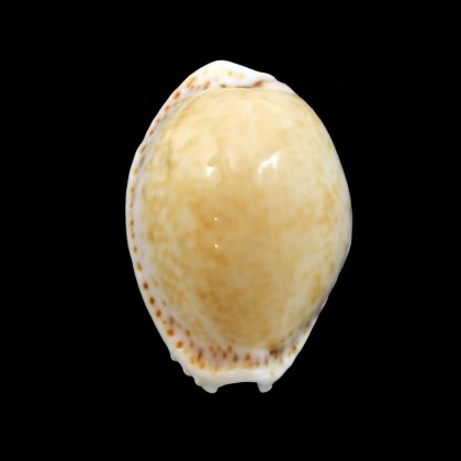 acicularis 27,5mm BIG