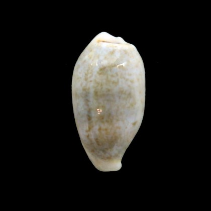 luchuana 21,7mm UNCOMMON
