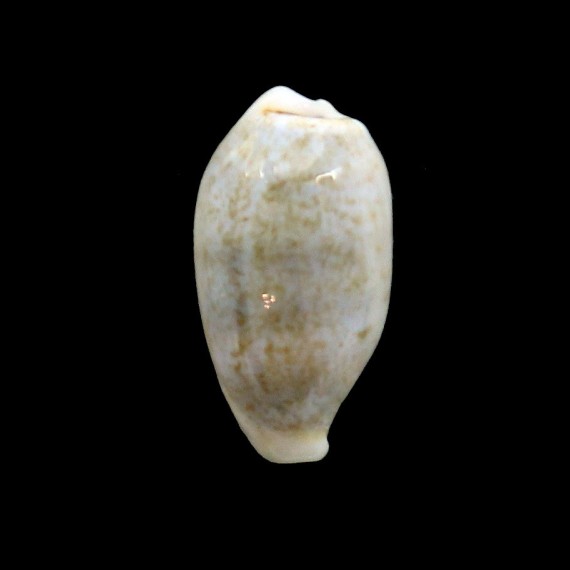 luchuana 21,7mm UNCOMMON