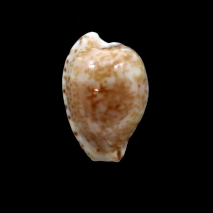 mikeharti 19,7mm BIG