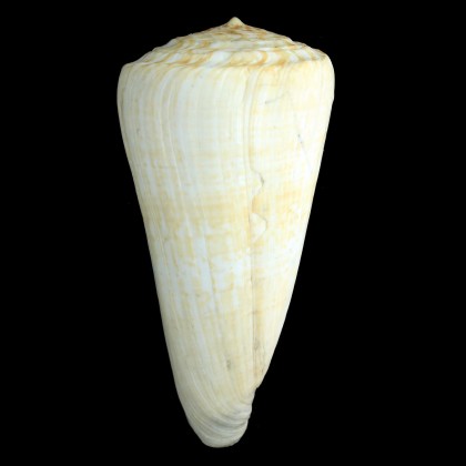 pulcher 185,0mm