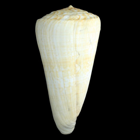 pulcher 185,0mm