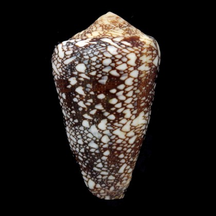quasimagnificus 54,0mm