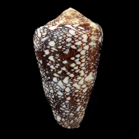 quasimagnificus 54,0mm