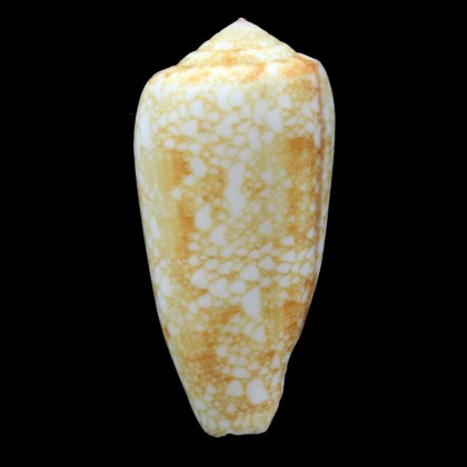 omaria viperinus 48,3mm