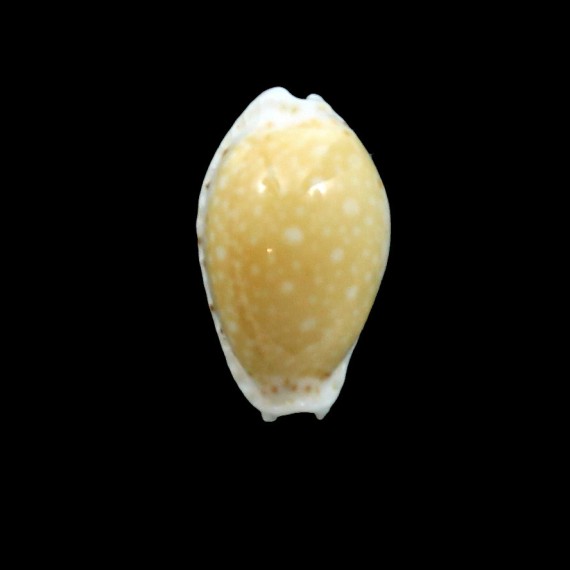 cernica ogasawariensis 17,7mm