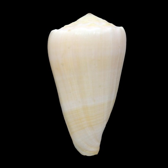 marmoreus suffusus 61,3mm