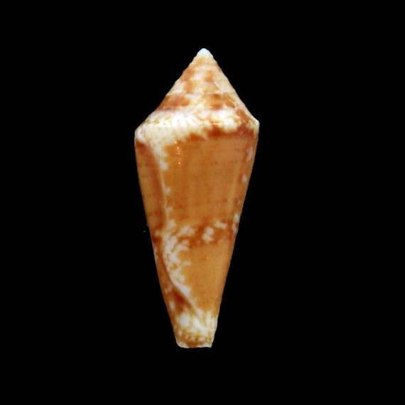 dondani 24,2mm
