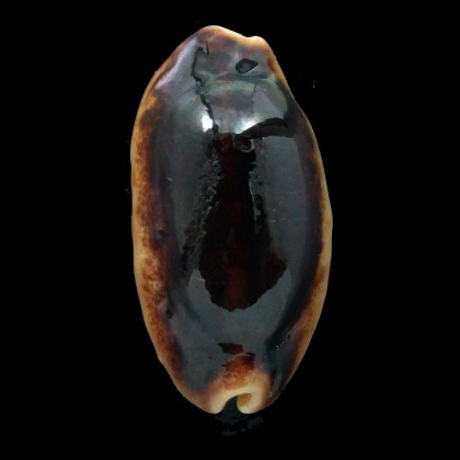 caurica 43,6mm