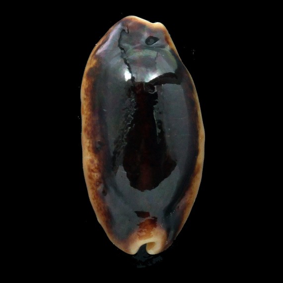 caurica 43,6mm