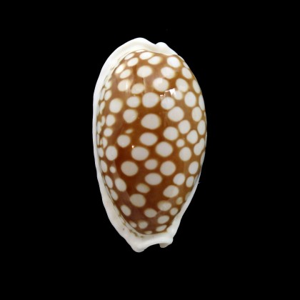 cribraria 34,5mm
