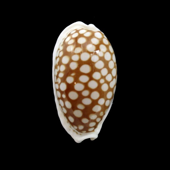 cribraria 34,5mm