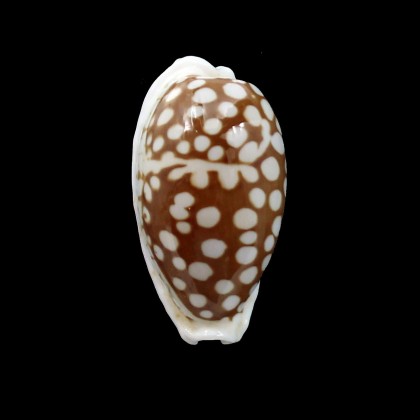 cribraria 31,5mm