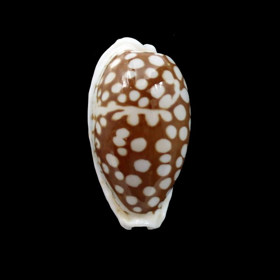 cribraria 31,5mm