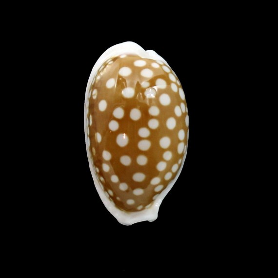 cribraria SP 30,2mm AUSTRALIA