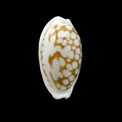 cribraria 24,5mm SULAWESI