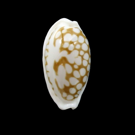cribraria 24,5mm SULAWESI