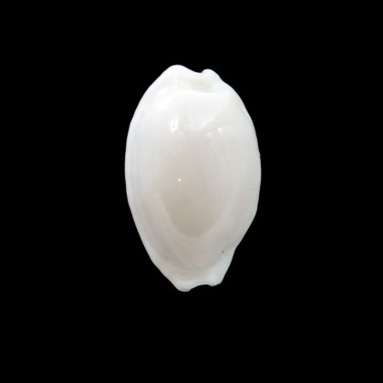 cribraria melwardi 21,4mm