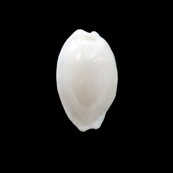 cribraria melwardi 21,4mm