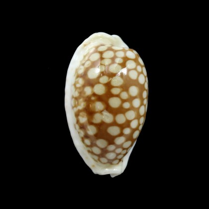 cribraria 37,5mm BIG