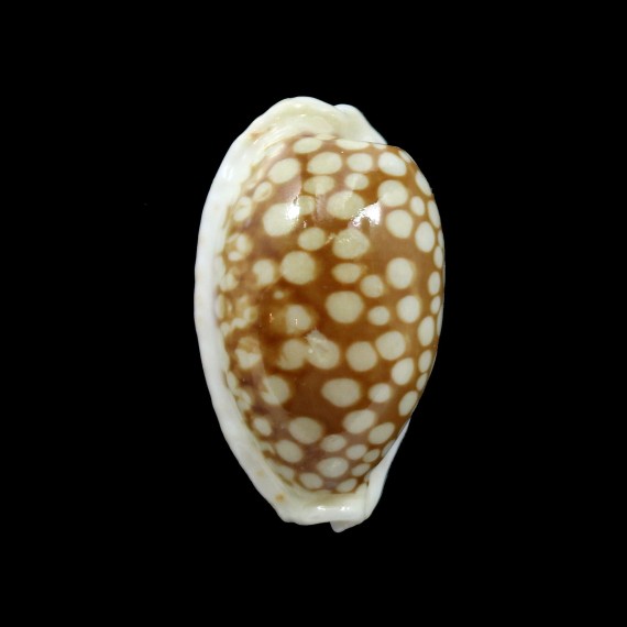 cribraria 37,5mm BIG