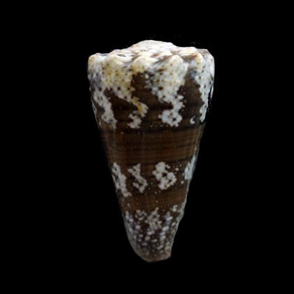 imperialis fuscatus 45,4mm MAURITIUS