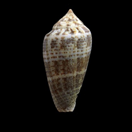cinereus 50,6mm BIG