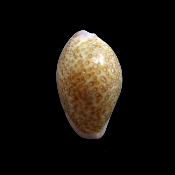 albuginosa 27,3mm